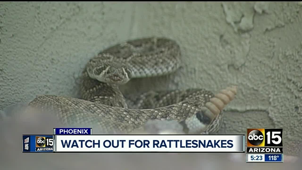 Man gets bitten by rattlesnake while protecting his dog