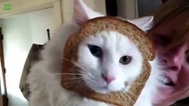 Funny Bread Cat Videos Compilation 2013