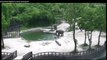 Two Adult Elephants Work Together To Save Young Calf From Drowning