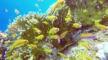 In the Red Sea, coral reefs can take the heat of climate change