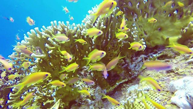 Les coraux de mer Rouge font de la résistance