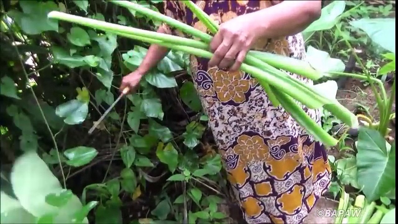 Healthy Village Foods ❤ Cooking Green Taro Stem in my Village by my Mom