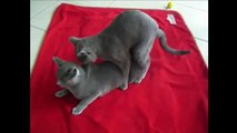 Gatos que acoplan en amor