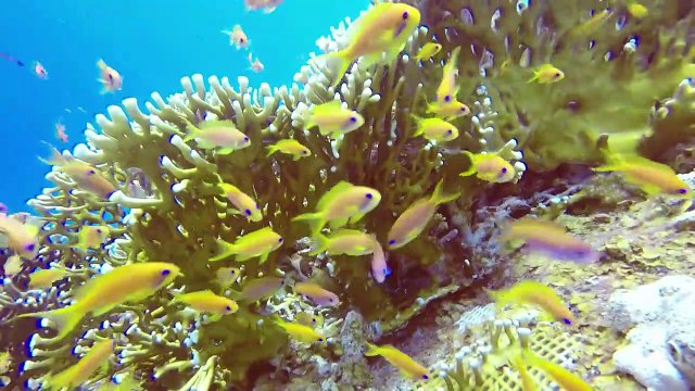 Les coraux de mer Rouge font de la résistance