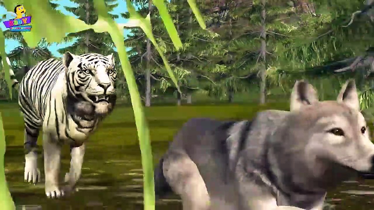 Finger Family 3D _ Tiger Finger Family _ Animal cartoons Finger Family Nursery Rhymes-xKUPM