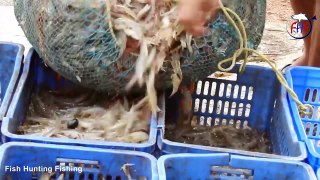 Wow !! Shrimp Harvest n Catch Videos    Shrimp Scampi Fishing    Prawns Fishing