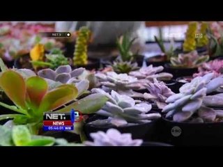 Cinta Bumi Green Souvenir - NET5