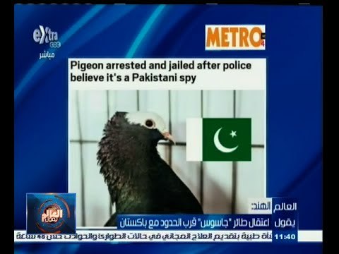 #العالم_يقول | اعتقال طائر جاسوس قرب الحدود مع باكستان