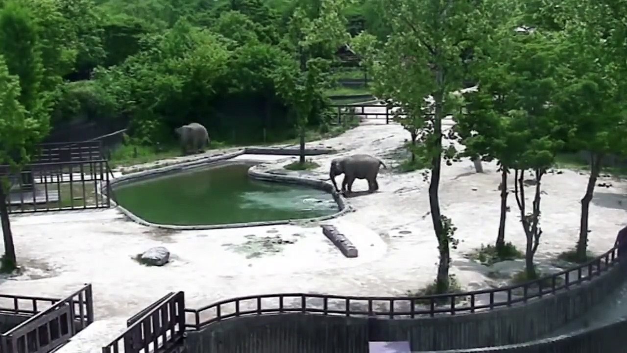 Incroyable : un éléphanteau tombe à l'eau, deux éléphants se précipitent pour le sauver de la noyade