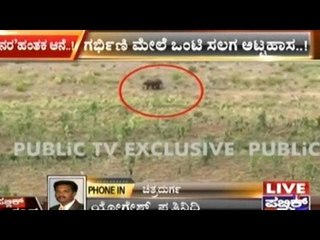 Chitradurga: Wild Elephant Kills Pregnant Woman Near Hiriyur