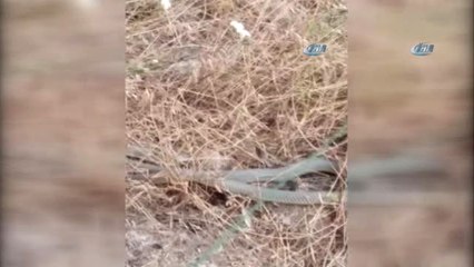 Kaplumbağayı Gözüne Kestiren Yılan Avını Yutamadı