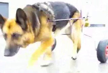 berger allemand avec sa chaise roulante