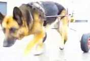 berger allemand avec sa chaise roulante