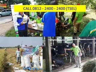 CALL 0812 - 2400 - 2400, Obat untuk Ikan Mujair