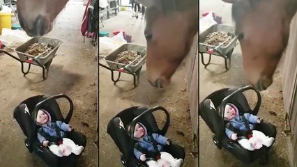 Un cheval berce un bébé