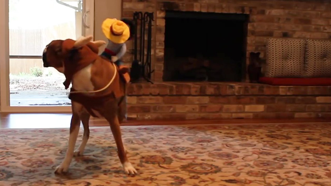 Une poupée fait du rodéo sur un chien qui court après un laser rouge