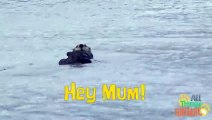 SEA OTTERS  Animals for children. Kids videos. Kindergarten   Preschool lea