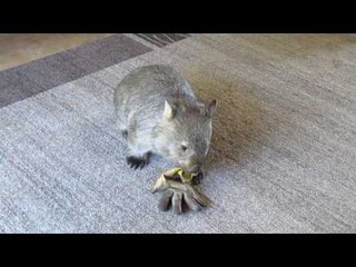 Feisty Wombat Fights a Glove and Wins
