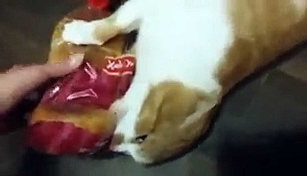 Un chat refuse de rendre un paquet de pain de mie