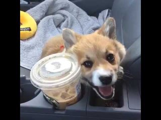Corgi Can't Access Coffee, Buries own Face in Disappointment