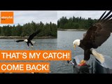 Daring Bald Eagle Snatches Fish From Boat