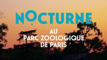 Nocturnes au Parc Zoologique de Paris