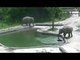 RAW: Elephants rescue calf drowning in zoo pool