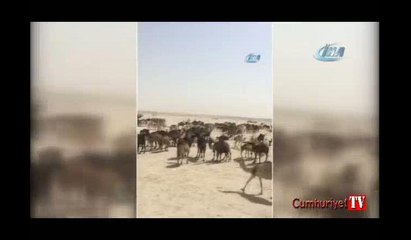 Suudi Arabistan, Katar develerini sınır dışı etti