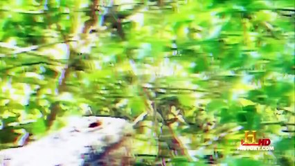 Animal Planet - Prehistoric Animals (part 2)