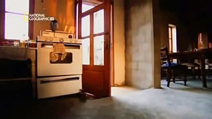 Animal Planet - The Most Dangerous Animals