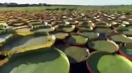 The Equator and The Mighty Amazon The River of The Sun