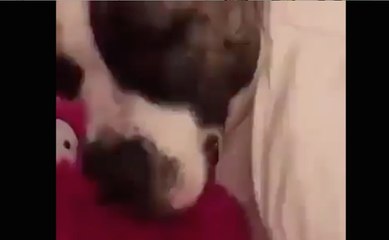 My Dog makes funny Three Stooges Sounds while Sleeping