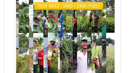 0812-2400-2400 (TSEL ),Obat untuk Sapi Perah