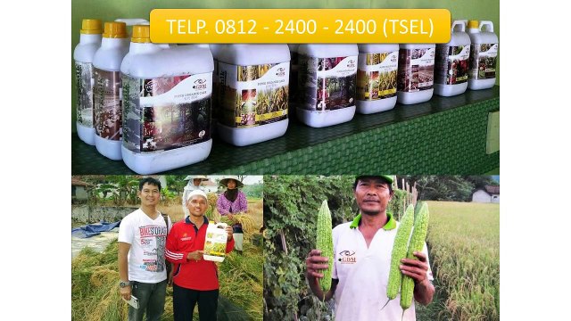 0812-2400-2400 (TSEL ),Obat untuk Babi