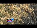 Hama Menyerang, Ratusan Hektar Tanaman Bawang Merah Gagal Panen - NET12