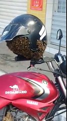 Ce motard s'est retrouvé avec un essaim d'abeilles dans son casque