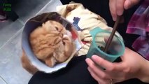 Funny Bread Cat Videos Compilation 2