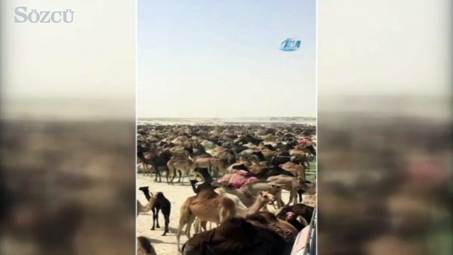 Suudi Arabistan, Katar develerini sınır dışı etti