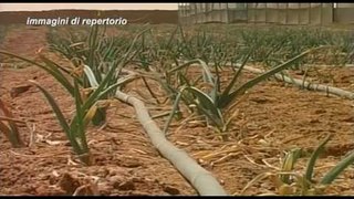 Allarme siccità, da Coldiretti il punto sull'agricoltura riminese