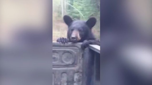 Un ours tente de voler un sac à dos à des campeurs !