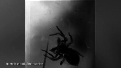 High speed footage captures arachnids attacking their prey