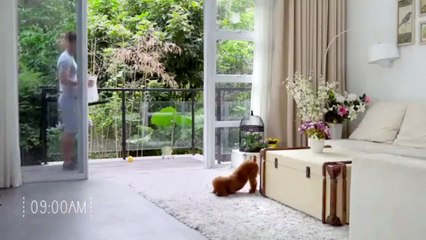 Программируемая смартфон-кормушка для собак | Programmable dog feeder