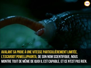 Un escargot qui dévore un ver de terre