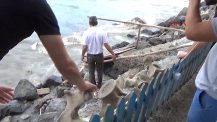Hatay'da Ölü Beyaz Balina Kıyıya Vurdu( Haberine Ek Görüntüler