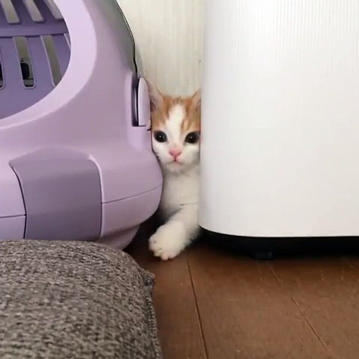 Cat sinks between two walls
