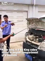 Ils trouvent un cobra de 3 mètres dans leur moteur. - vidéo Dailymotion