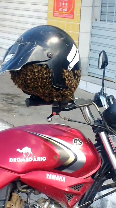 Un essaim d'abeilles dans un casque de moto (Brésil)
