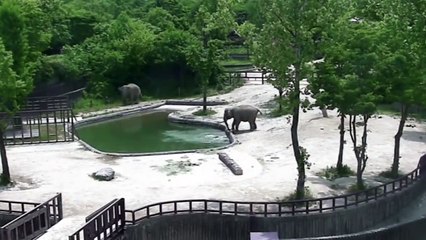 Скачать видео: Un couple d'éléphants sauve un éléphanteau de la noyade