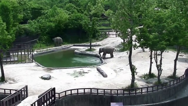 Un couple d'éléphants sauve un éléphanteau de la noyade