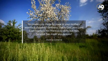 Three Dark Stages of The Baby in The Womb